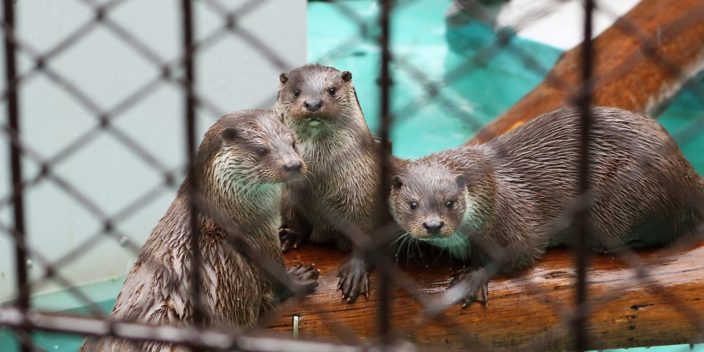 恩賜上野動物園 うめももさくらwithこまつな かわうそ初心者のブログ