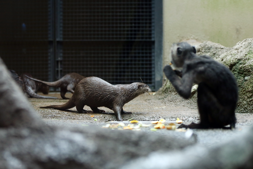 福岡市動物園 おサルとコツメの不思議な生活 かわうそ初心者のブログ