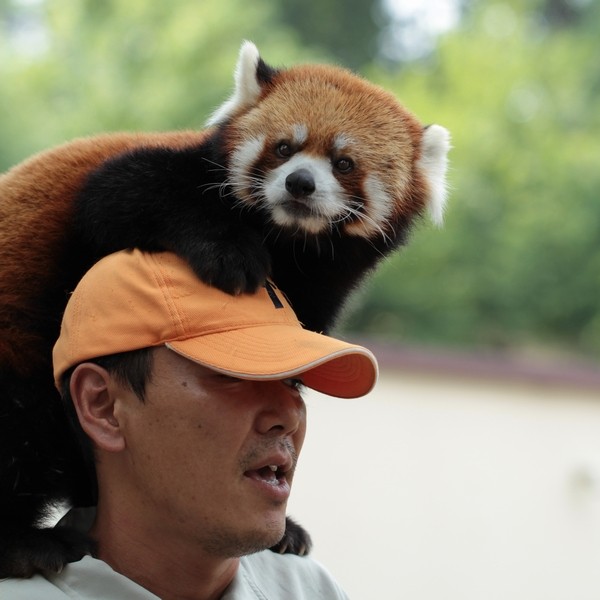 茶臼山動物園 手乗りレッサーパンダ かわうそ初心者のブログ