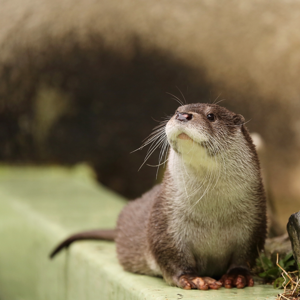 安佐動物公園 西の大将 時差ボケる かわうそ初心者のブログ