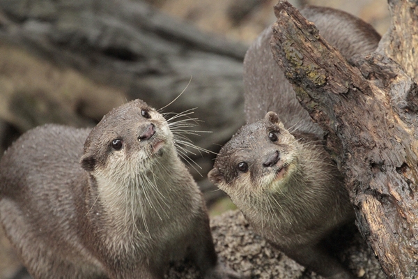 のいち動物公園 カワウソ3種盛り : かわうそ初心者のブログ