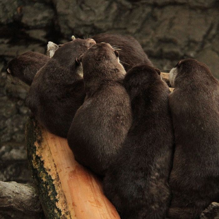 8月生まれのカワウソたち : かわうそ初心者のブログ