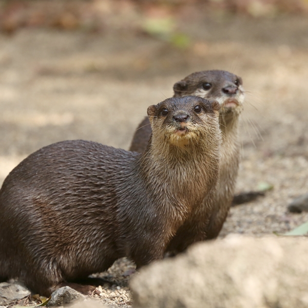 のいち動物公園 十人十色 : かわうそ初心者のブログ