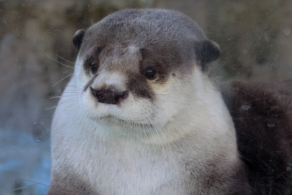 伊勢シーパラダイス 2011-2013Mr.ブブゼラ : かわうそ初心者のブログ