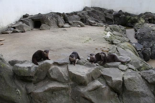 ひらパー姉さん スノー さんご しずく かわうそ初心者のブログ ひらパー姉さん スノー さんご しずく かわうそ初心者のブログ