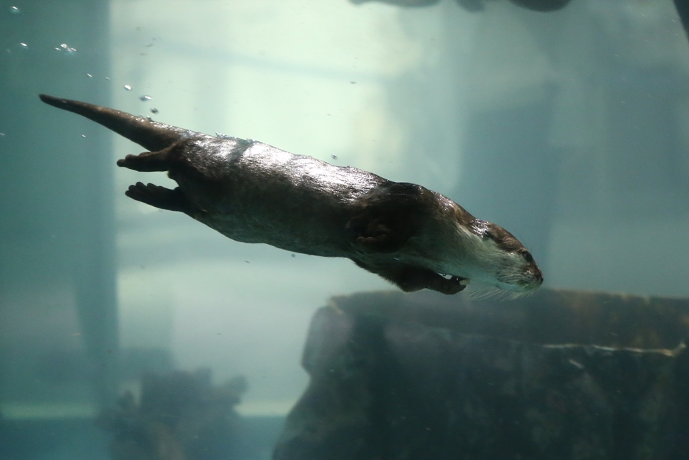 ニフレル 川の字川獺 かわうそ初心者のブログ ニフレル 川の字川獺 かわうそ初心者のブログ