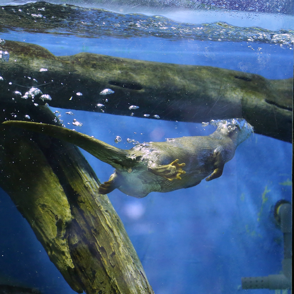 二見シーパラダイス 二見イズム かな かわうそ初心者のブログ