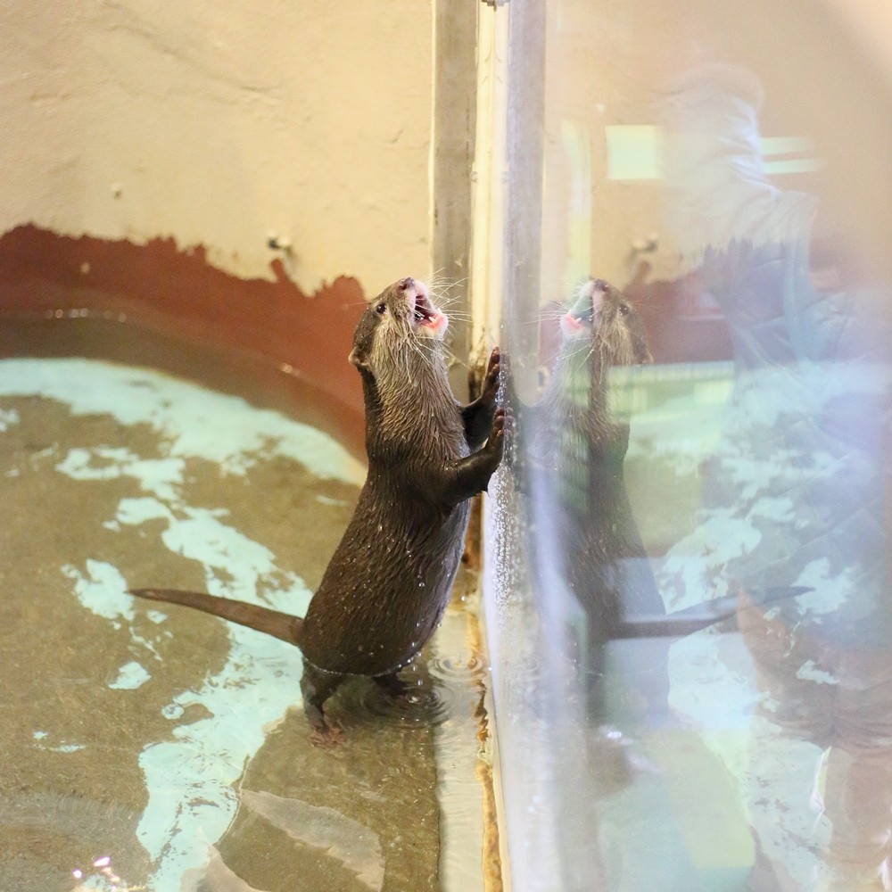 かわうそ初心者のブログ 13年01月