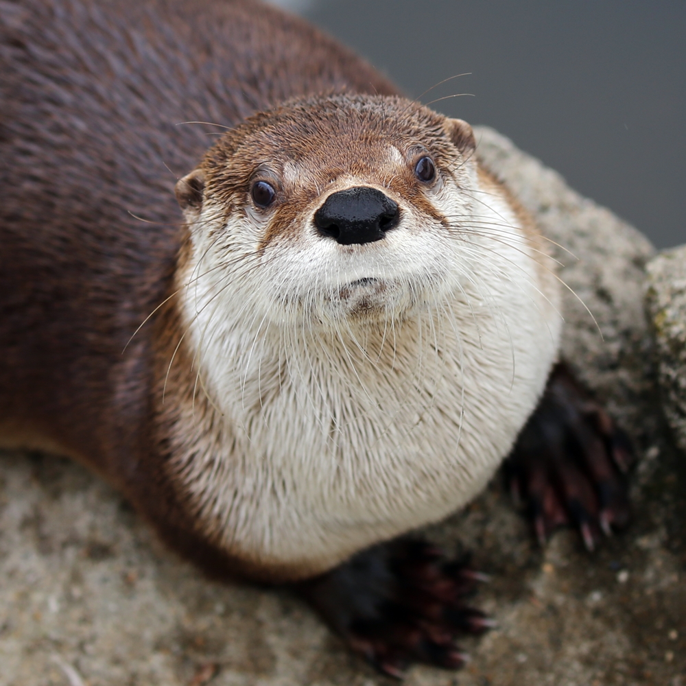 盛岡市動物公園 雪ん子お嬢カエデちゃん 1日目 かわうそ初心者のブログ 盛岡市動物公園 雪ん子お嬢カエデちゃん 1日目 かわうそ初心者のブログ