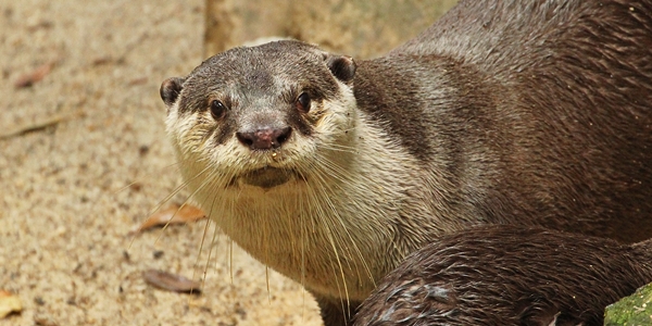 のいち動物公園 カワウソ オールスター かわうそ初心者のブログ