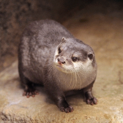 かわうそ初心者のブログ 11年12月 かわうそ初心者のブログ 11年12月