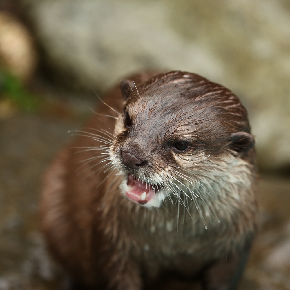 平川動物公園 雨の日のはしゃウソ一家 Ver 初心者 かわうそ初心者のブログ