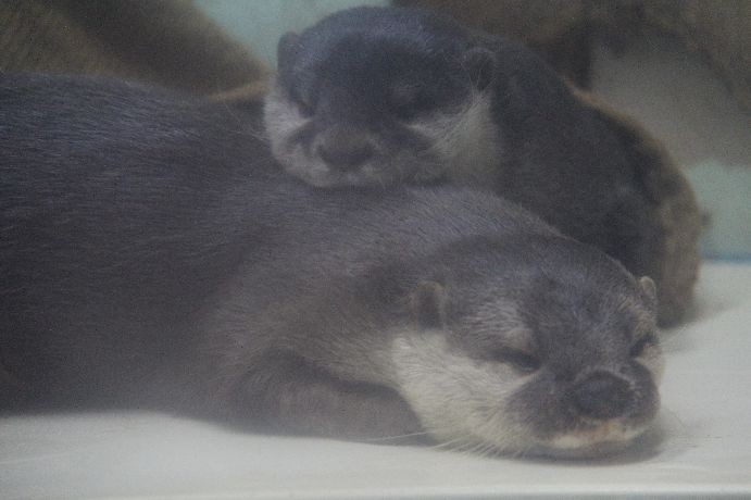 南知多ビーチランド　かわうそ特大 2026年最新】南知多ビーチランド カワウソの人気アイテム - メルカリ