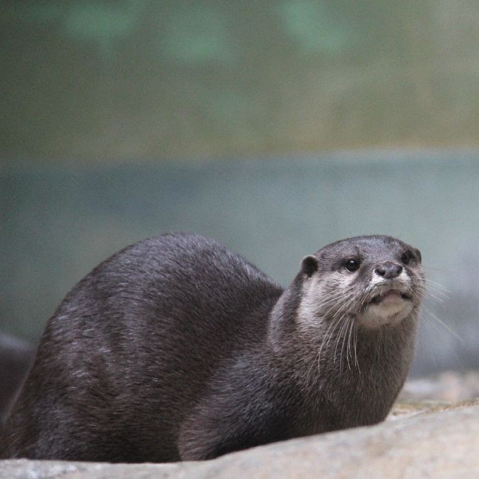 8月生まれのカワウソたち : かわうそ初心者のブログ