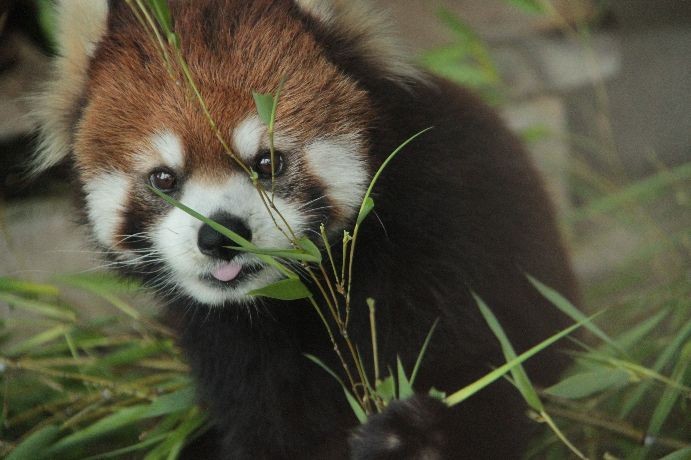 レッサーパンダ 萌え かわうそ初心者のブログ