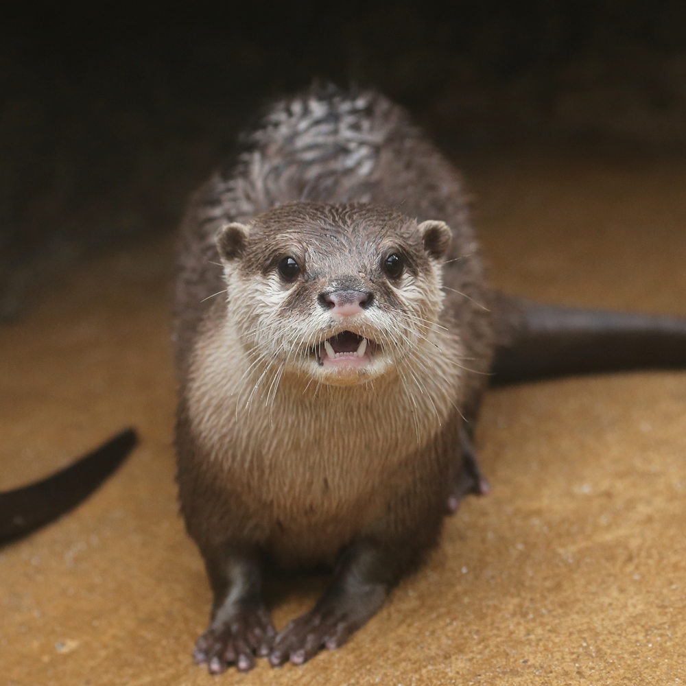 かわうそ初心者のブログ みさき公園