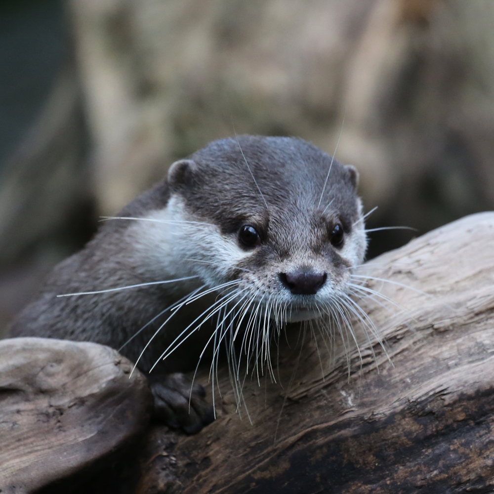 ★海のかわうそページ★ 海遊館 初めまして？カワウソちゃん : かわうそ初心者のブログ