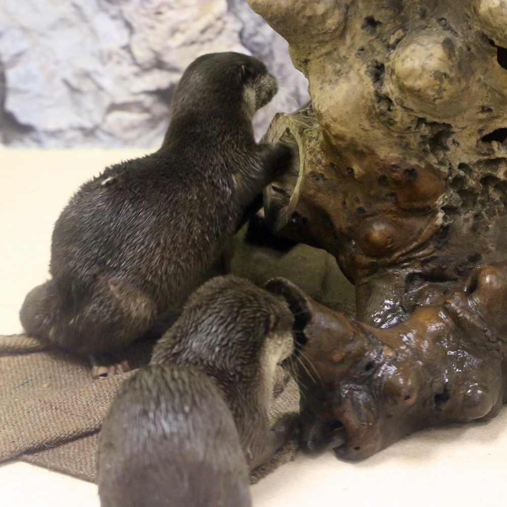 エビとカニの水族館 特別展示in天満屋 かわうそ初心者のブログ エビとカニの水族館 特別展示in天満屋 かわうそ初心者のブログ