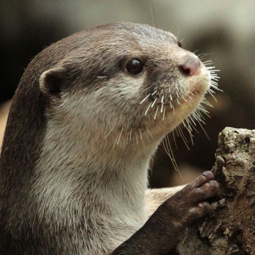 8月生まれのカワウソたち : かわうそ初心者のブログ