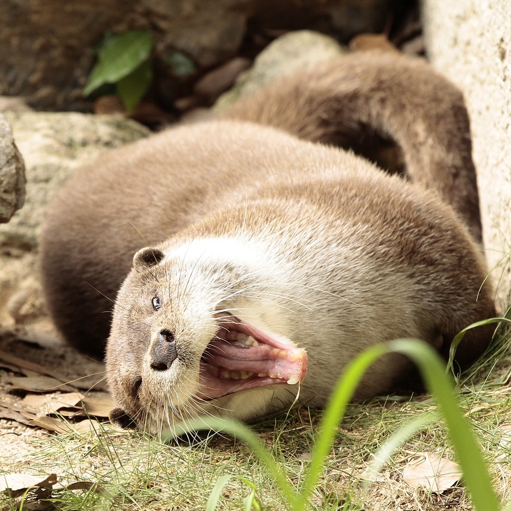 安佐動物公園 ブレない男 ユウ かわうそ初心者のブログ