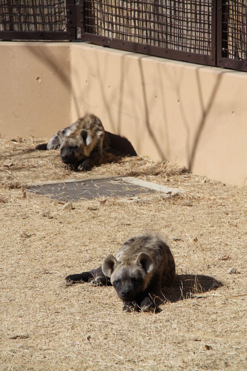 ハシビロコウのあくび かわうそ初心者のブログ