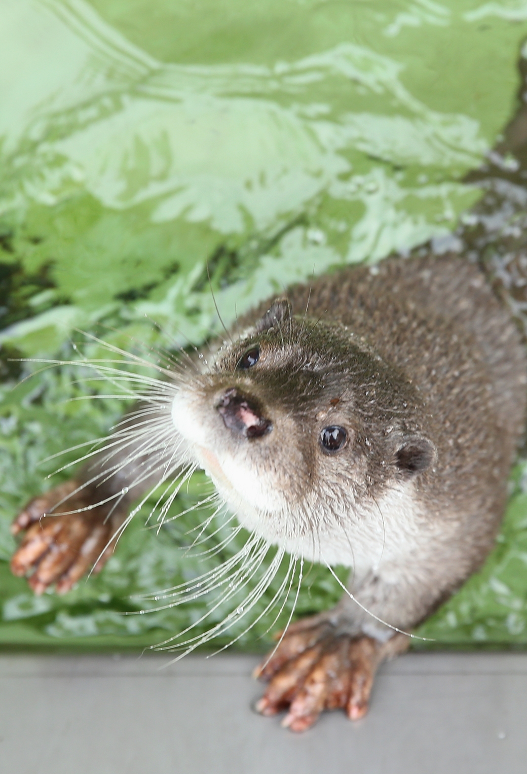 安佐動物公園 西の大将 時差ボケる かわうそ初心者のブログ