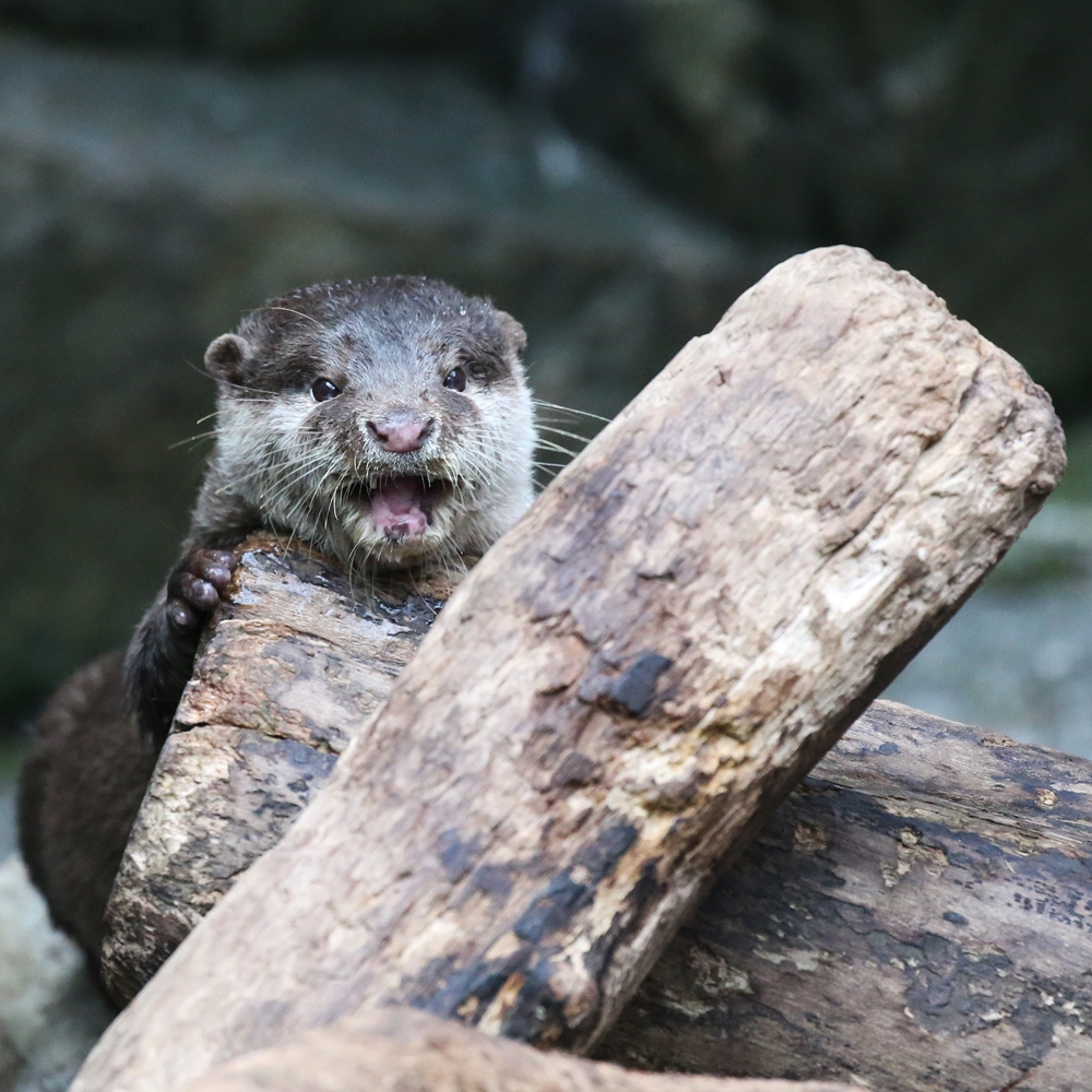 海遊館 初めまして？カワウソちゃん : かわうそ初心者のブログ