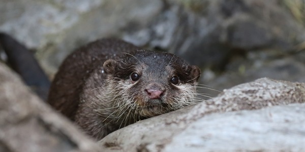 ★海のかわうそページ★ 海遊館 初めまして？カワウソちゃん : かわうそ初心者のブログ