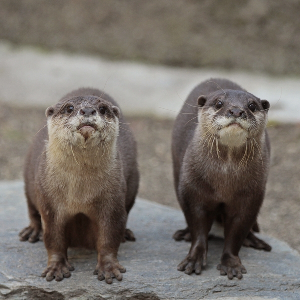 のいち動物公園 晴れ 時々 おたけび : かわうそ初心者のブログ