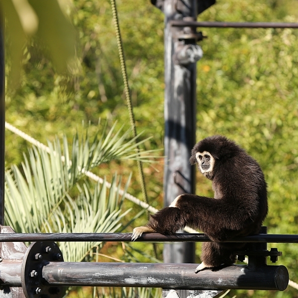 のいち動物公園 カワウソ感謝祭 かわうそ初心者のブログ
