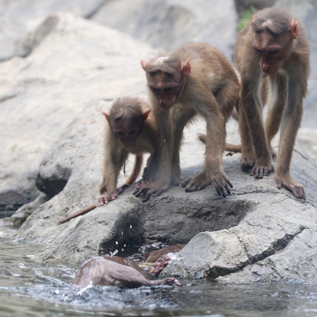 ときわ動物園 混合展示の醍醐味 かわうそ初心者のブログ