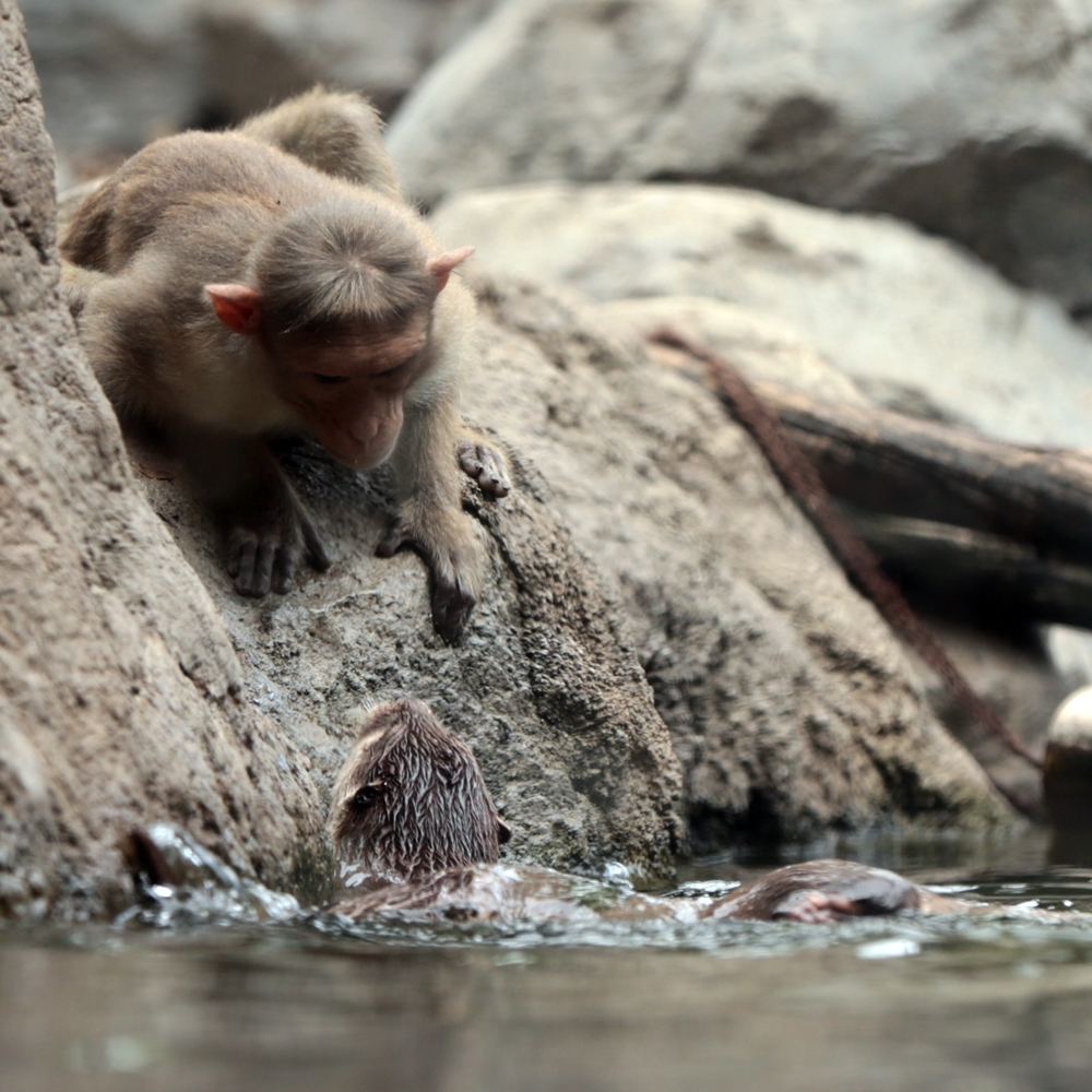 ときわ動物園 混合展示の醍醐味 かわうそ初心者のブログ