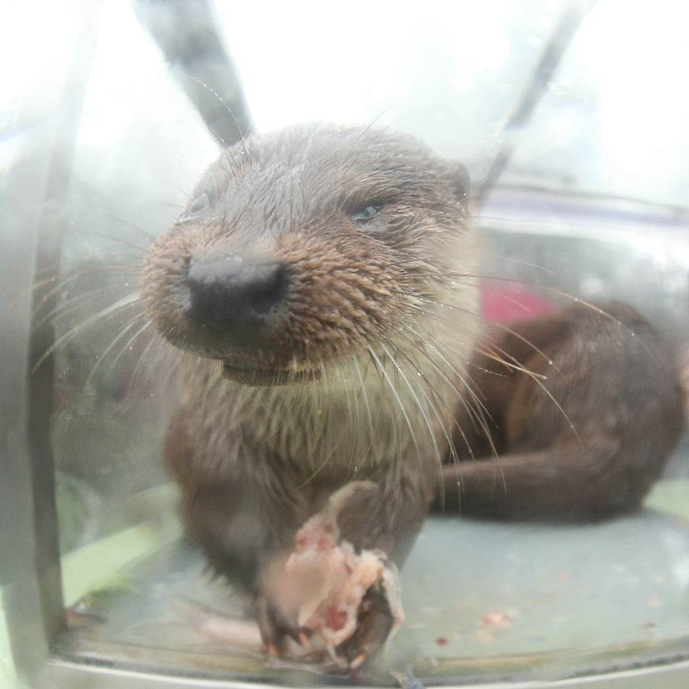 恩賜上野動物園 エンリッチメント かわうそ初心者のブログ 恩賜上野動物園 エンリッチメント かわうそ初心者のブログ