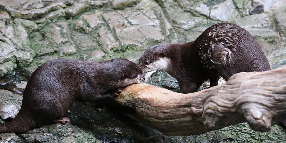 海遊館 初めまして？カワウソちゃん : かわうそ初心者のブログ