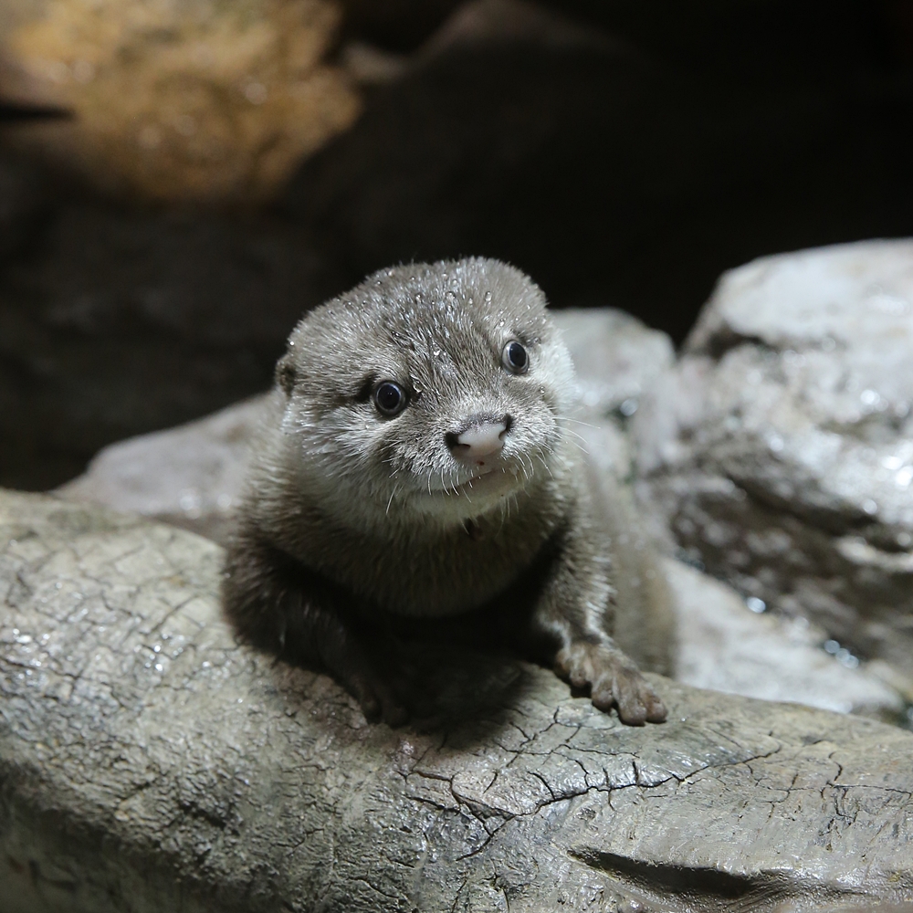 宮島水族館 ウルトは天使 かわうそ初心者のブログ