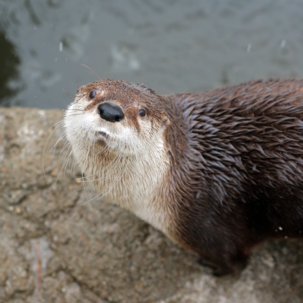 盛岡市動物公園 2日目の雪ん子お嬢 かわうそ初心者のブログ 盛岡市動物公園 2日目の雪ん子お嬢 かわうそ初心者のブログ