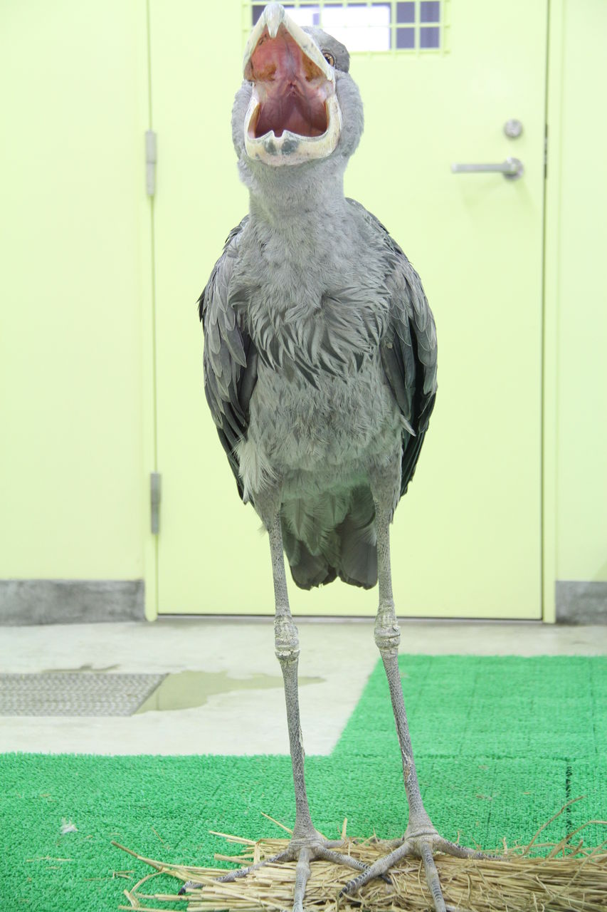 ハシビロコウのあくび かわうそ初心者のブログ