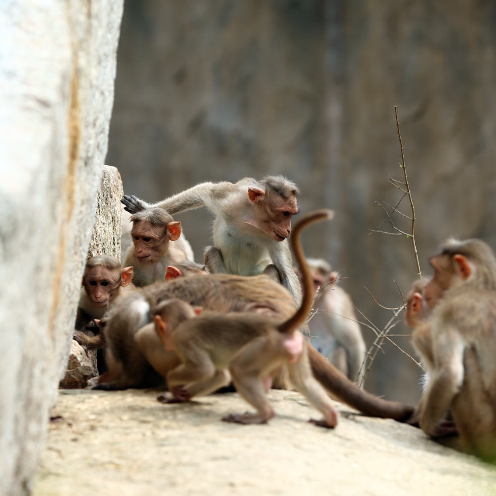 ときわ動物園 おサルとカワウソ かわうそ初心者のブログ