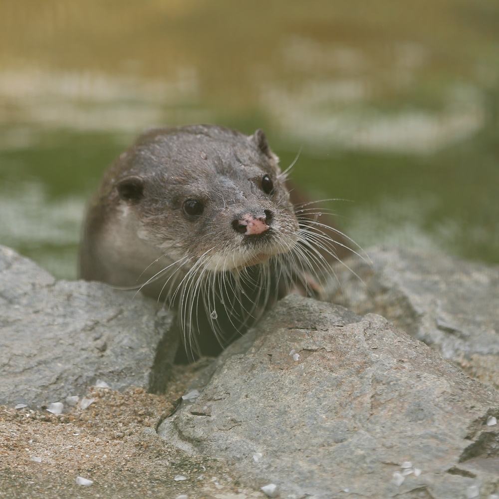 フェニックス自然動物園 こんにちは ユマさま かわうそ初心者のブログ