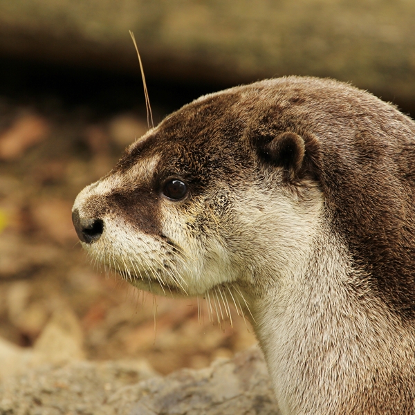 のいち動物公園 カワウソ・オールスター☆ : かわうそ初心者のブログ