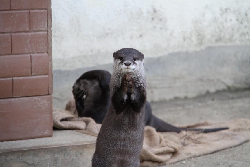 ひらパー姉さん スノー さんご しずく かわうそ初心者のブログ ひらパー姉さん スノー さんご しずく かわうそ初心者のブログ