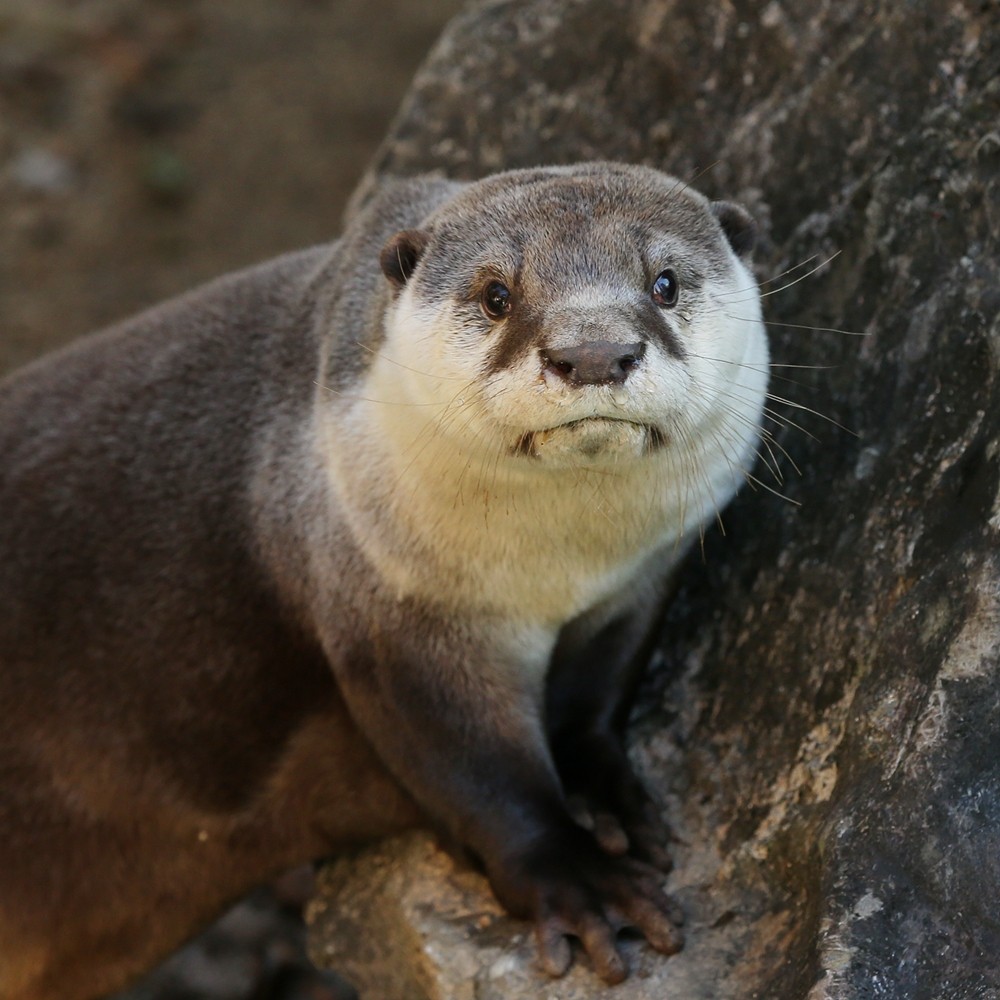 のいち動物公園 今年のツメナシカワウソ : かわうそ初心者のブログ