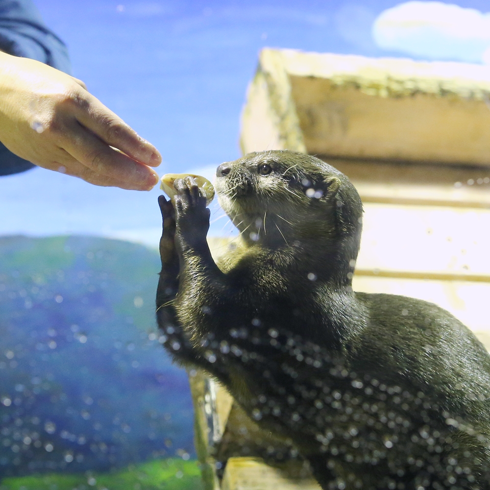 二見シーパラダイス 二見イズム かな かわうそ初心者のブログ