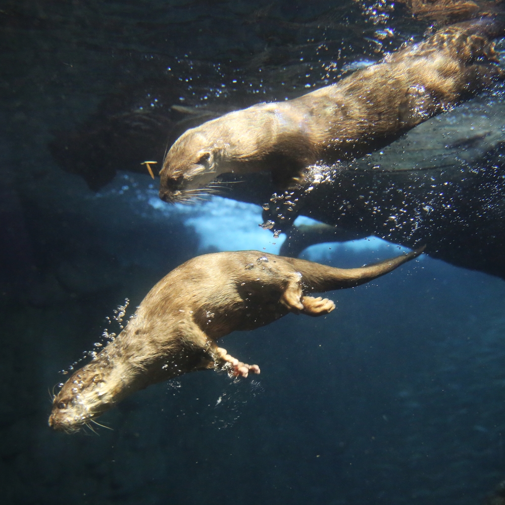 海遊館 初めまして？カワウソちゃん : かわうそ初心者のブログ