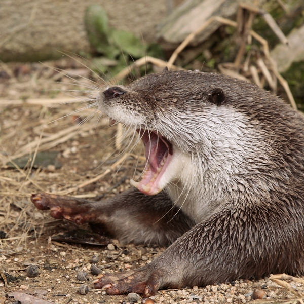 ディズニー画像のすべて 最高のじ から 始まる 動物