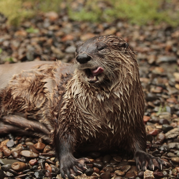 盛岡市動物公園 カナダカワウソの午後 かわうそ初心者のブログ 盛岡市動物公園 カナダカワウソの午後 かわうそ初心者のブログ