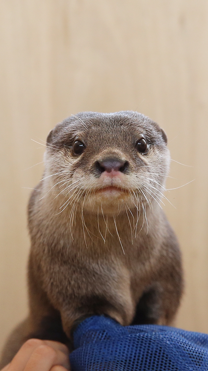 カワウソ 画像 壁紙 無料の人気画像