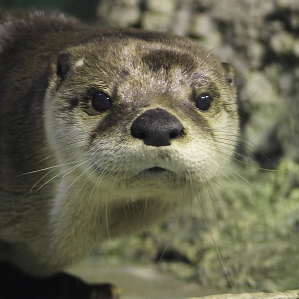 レア　水族館　カワウソ 90cm 特等　特賞　ハッピーマリン かわうそぬいぐるみ ハッピーマリン 2等＆3等セット | Mercari