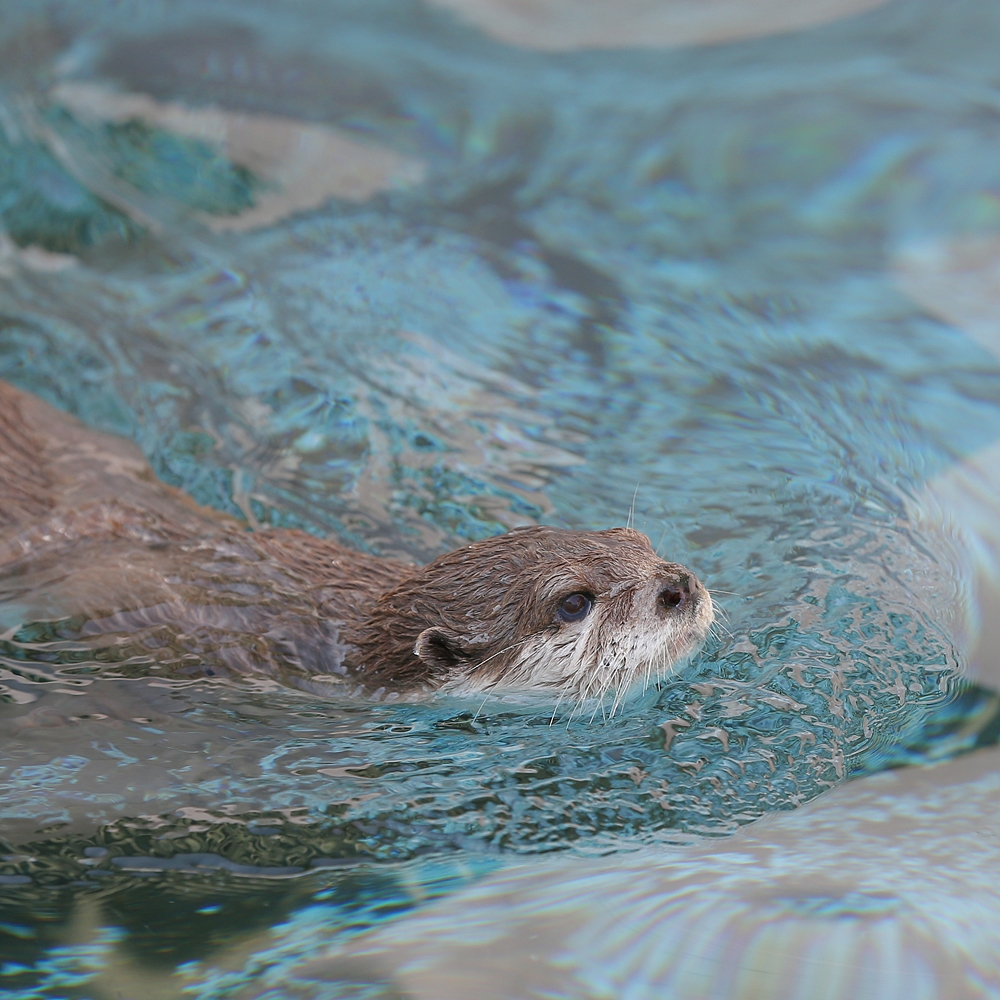 かわうそ初心者のブログ コツメカワウソ