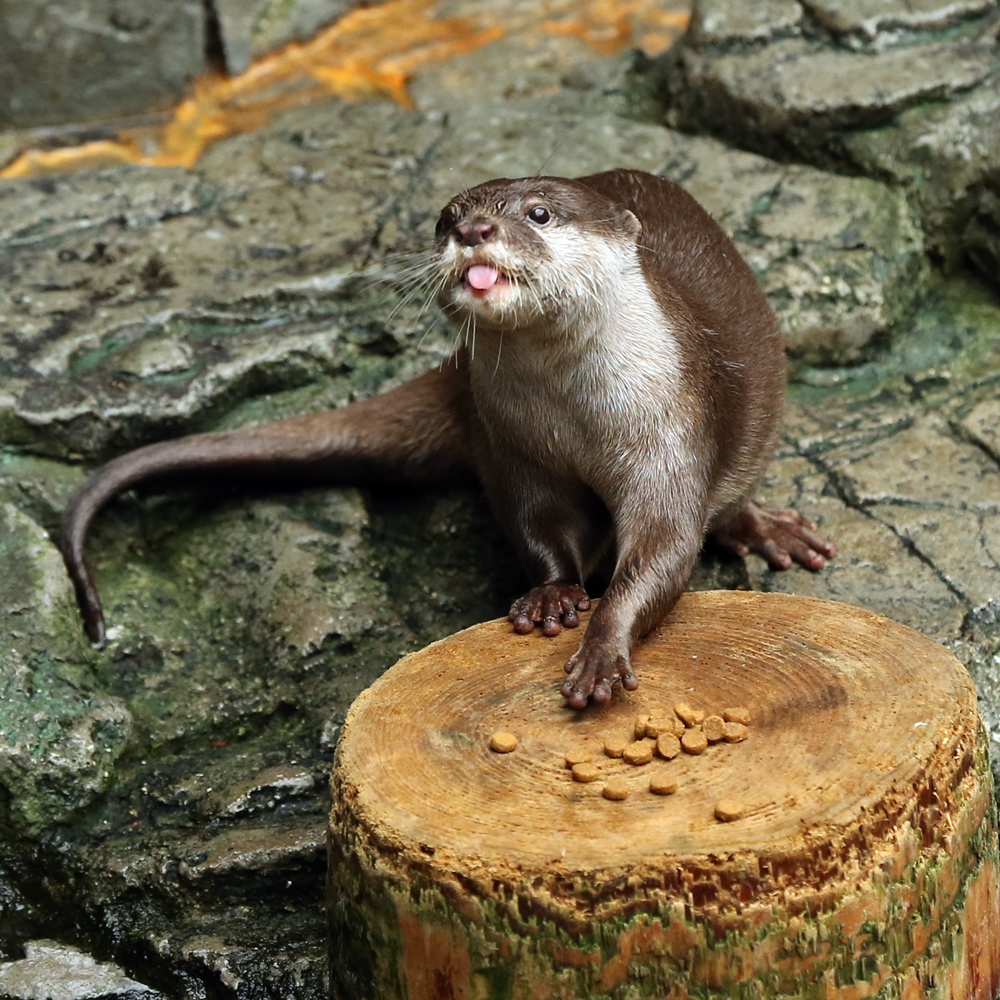 海遊館 はじめまして コウメ母さん かわうそ初心者のブログ 海遊館 はじめまして コウメ母さん かわうそ初心者のブログ